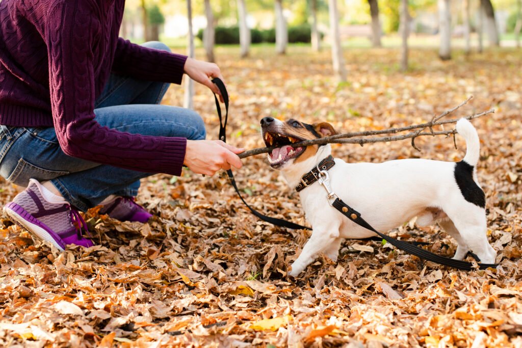 cute little dog playing with a stick