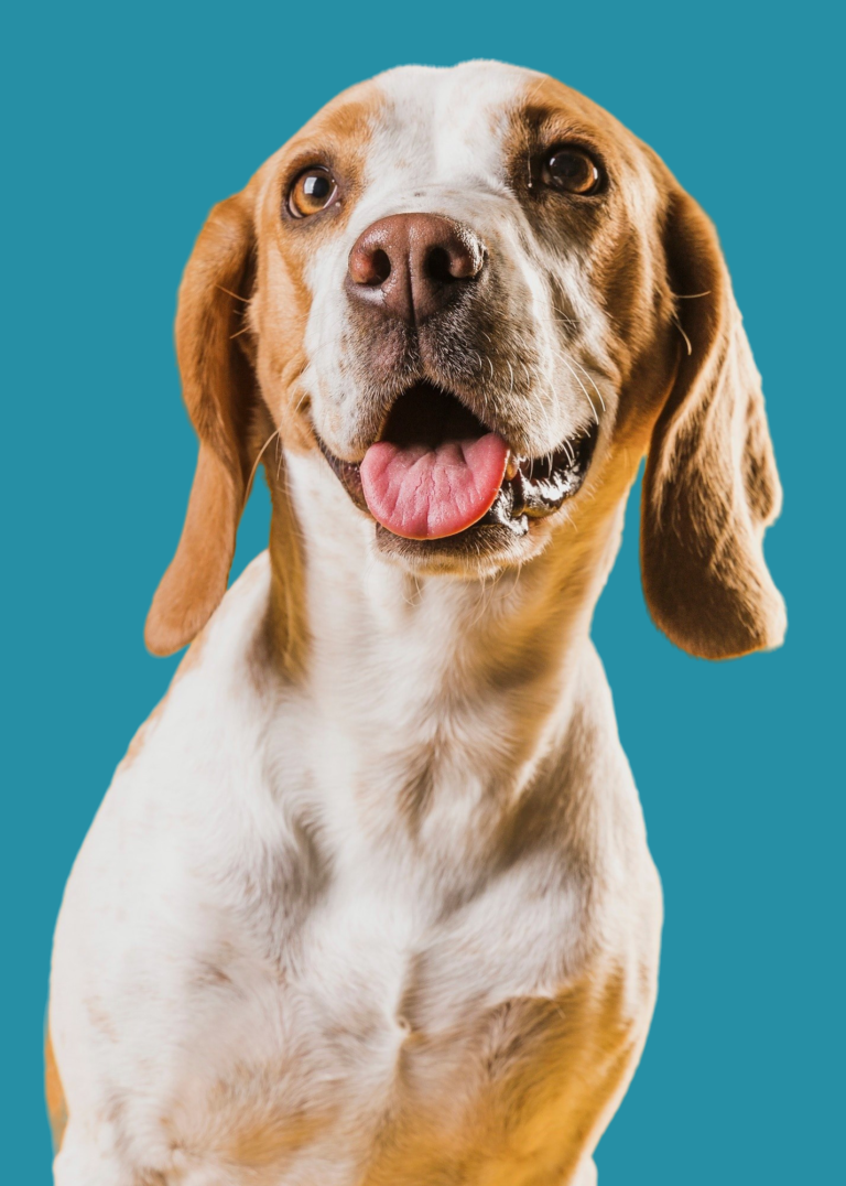cute white and orange dog smiling
