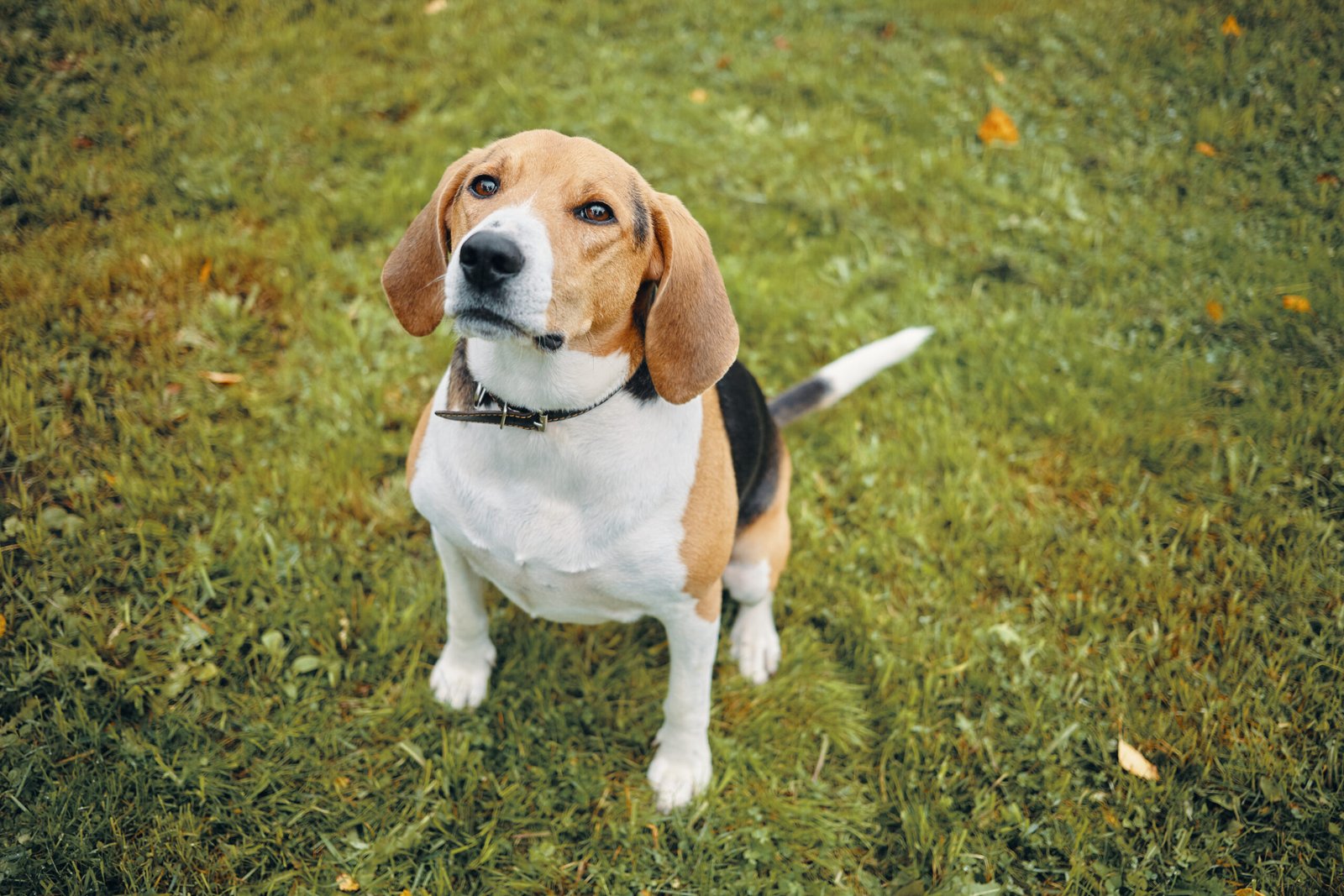 cute beagle dog looking up with cute eyes