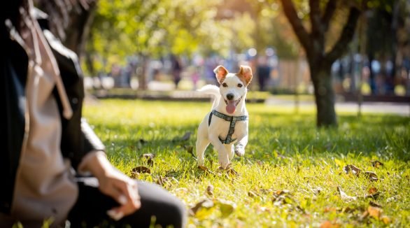 The owner trains the jack russell terrier dog in the park. The owner trains the jack russell terrier dog in the park