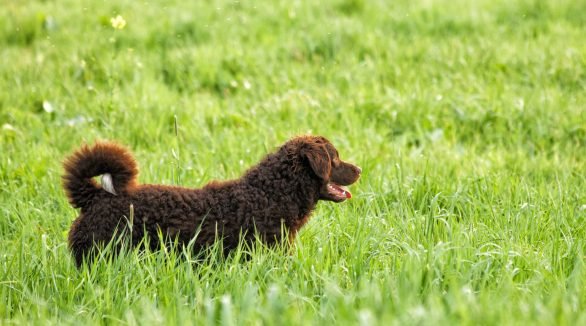 Selective focus shot of an adorable curly-coated retriever A selective focus shot of an adorable curly-coated retriever