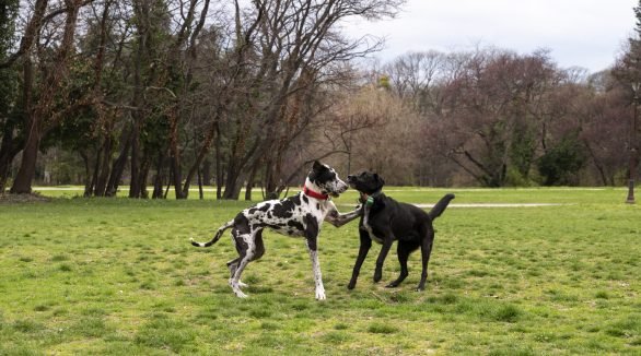 view-cute-dogs-enjoying-time-together-nature-park view-cute-dogs-enjoying-time-together-nature-park